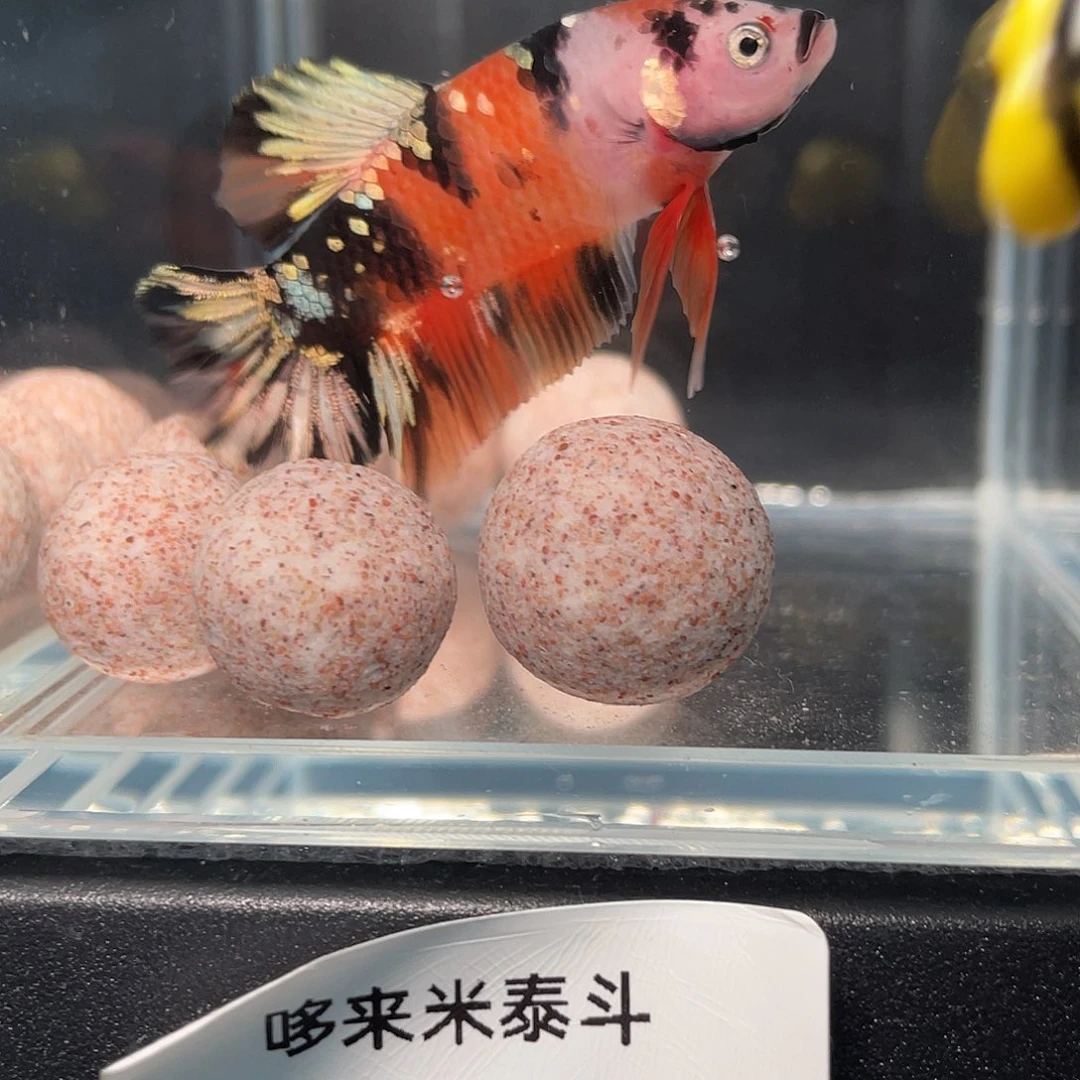 斗鱼12.27 将军 04