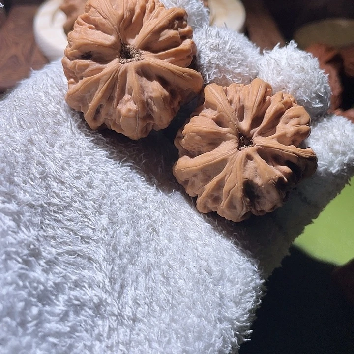 N***g九龙飞龙核桃核桃ht