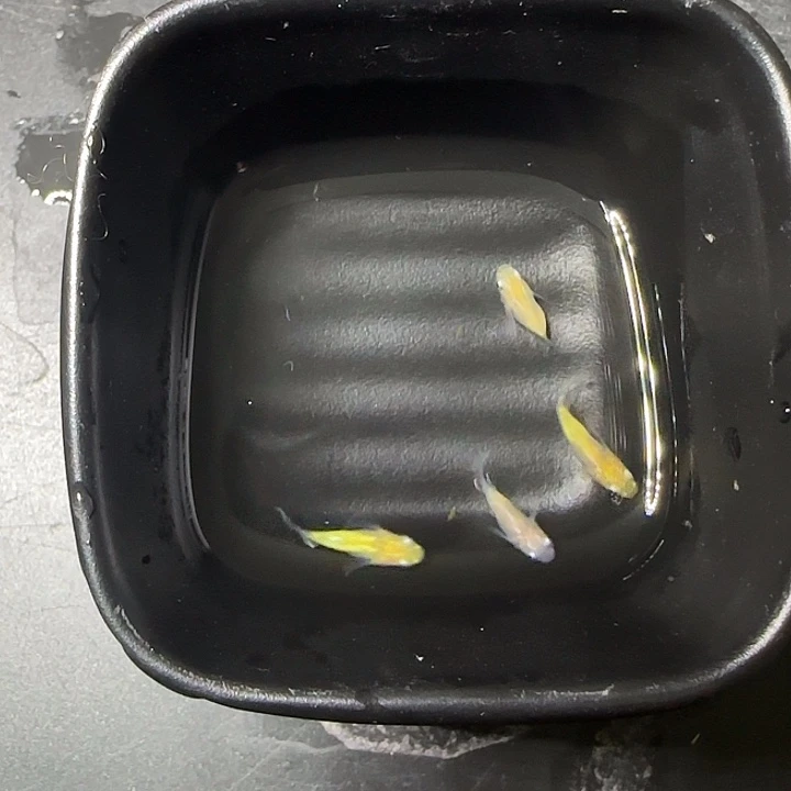 青鳉鱼萤火虫短球65