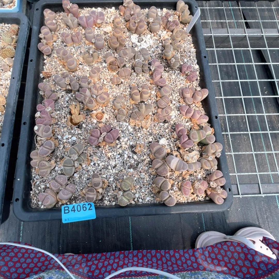 是***。4062筐福利不退不换不售后