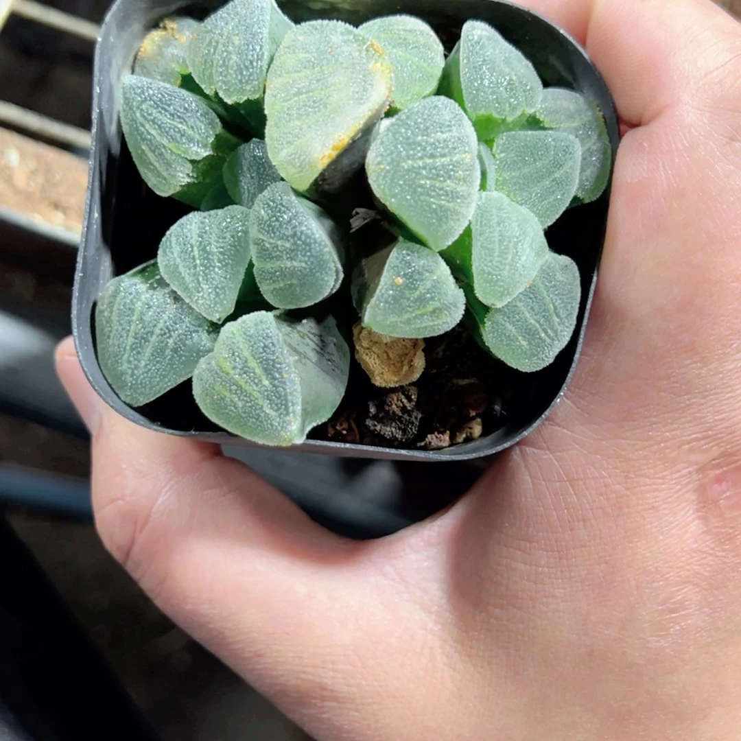 阎**理3485多肉植物一颗