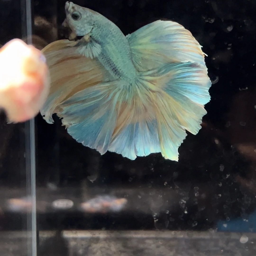 斗鱼20号金属黄绿大油画