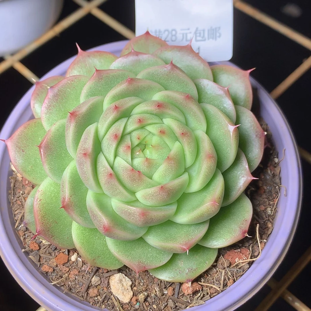 【闪购商品】云504号