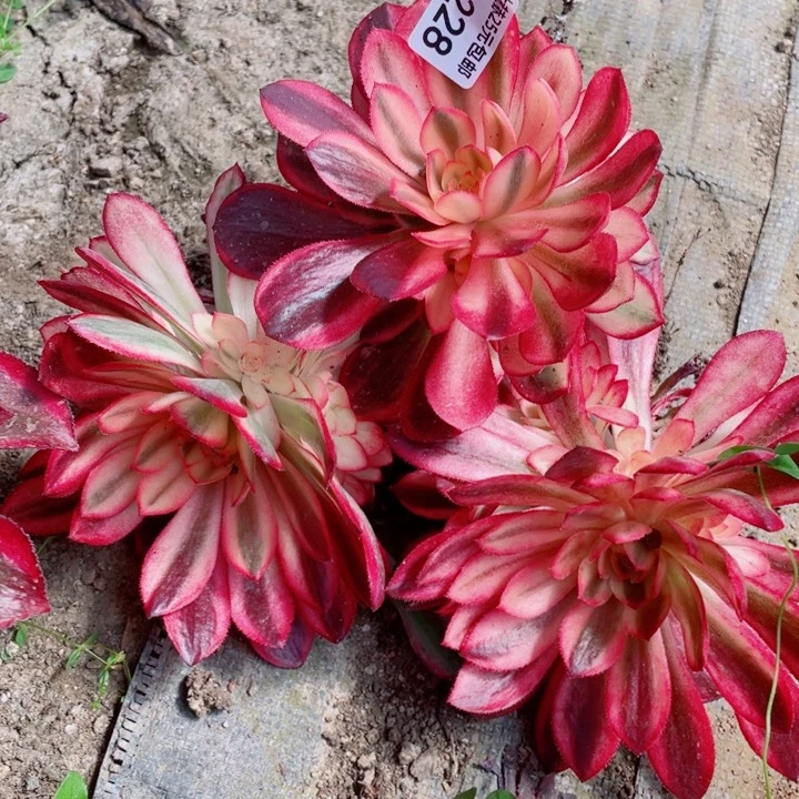 228黑膜锦3克多肉12345678处理