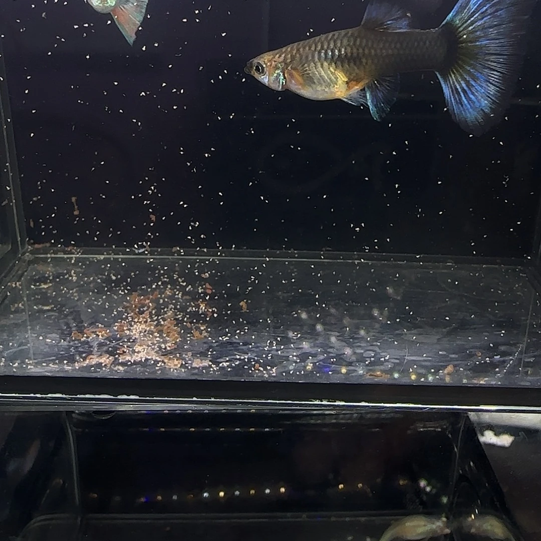 孔雀鱼蓝礼服跑红一公两母