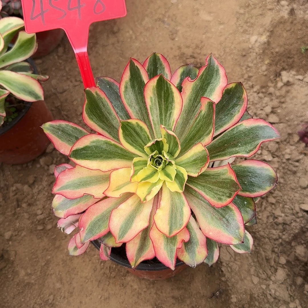 *****4548魅影多肉法师