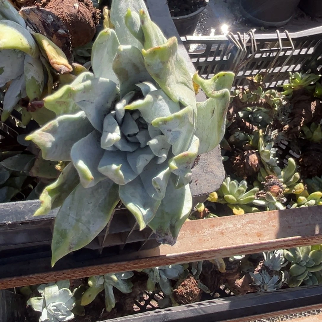 旺***酥谢谢宝～一物体上～