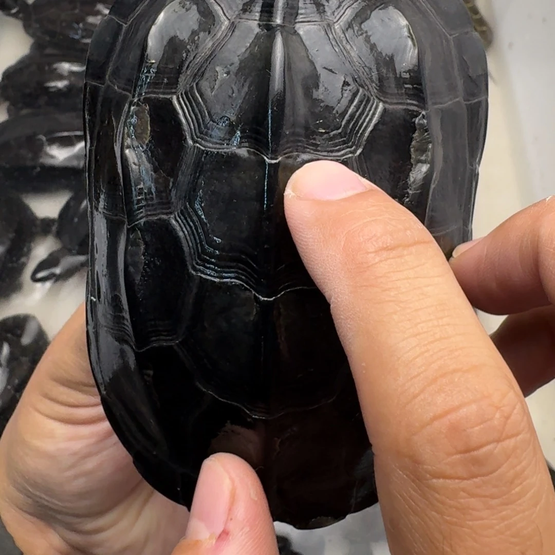 绿毛龟公苏北碳墨龟