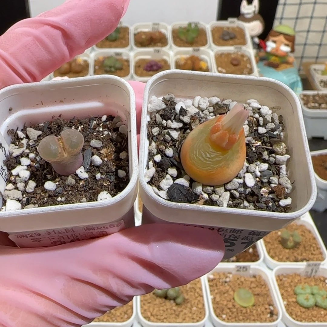 靓***丫肉锥多肉植物组合-907