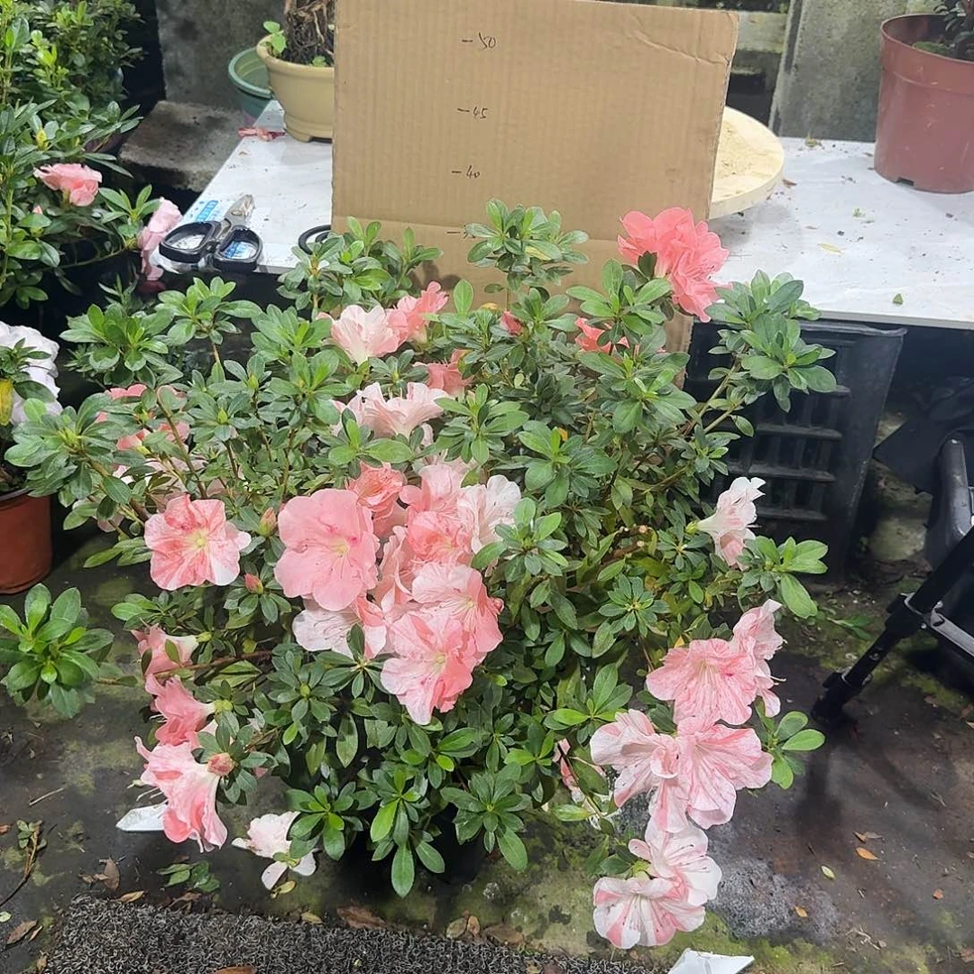 老***亮完全开放樱绒杜鹃花