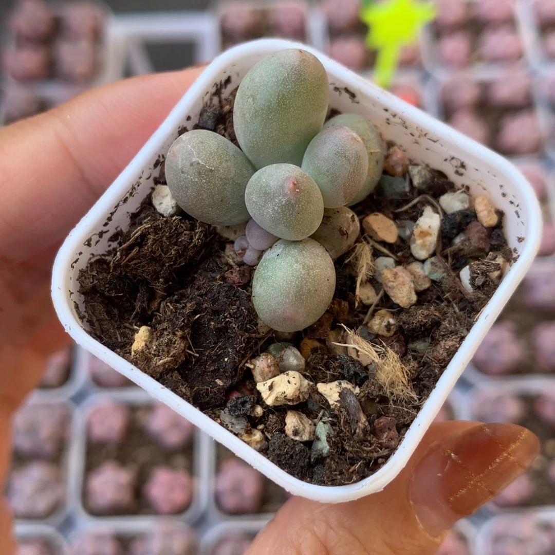 米可奶 精品韩国奶酪多肉