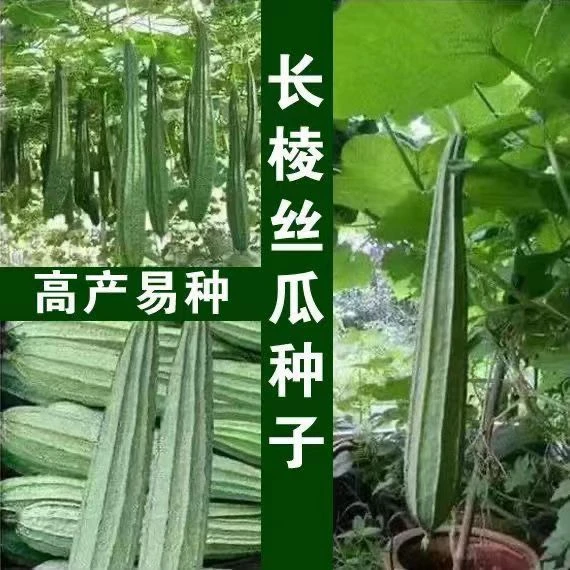 棱角大肉丝瓜种子八棱丝瓜阳台菜园盆栽庭院有机蔬菜种子四