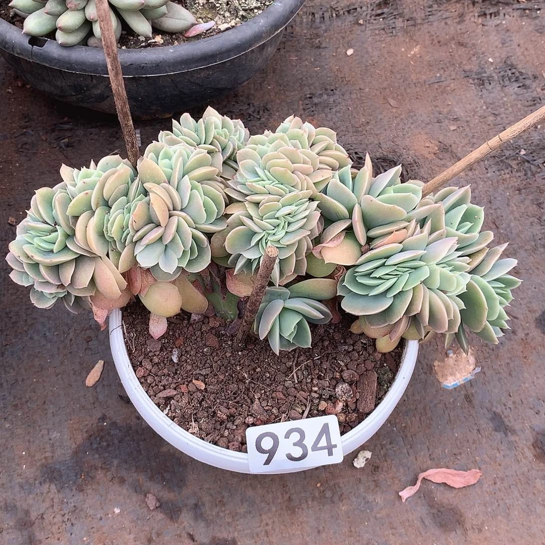 934星娜塔缀 一物一拍多肉