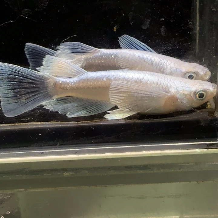 青鳉鱼一物一拍964