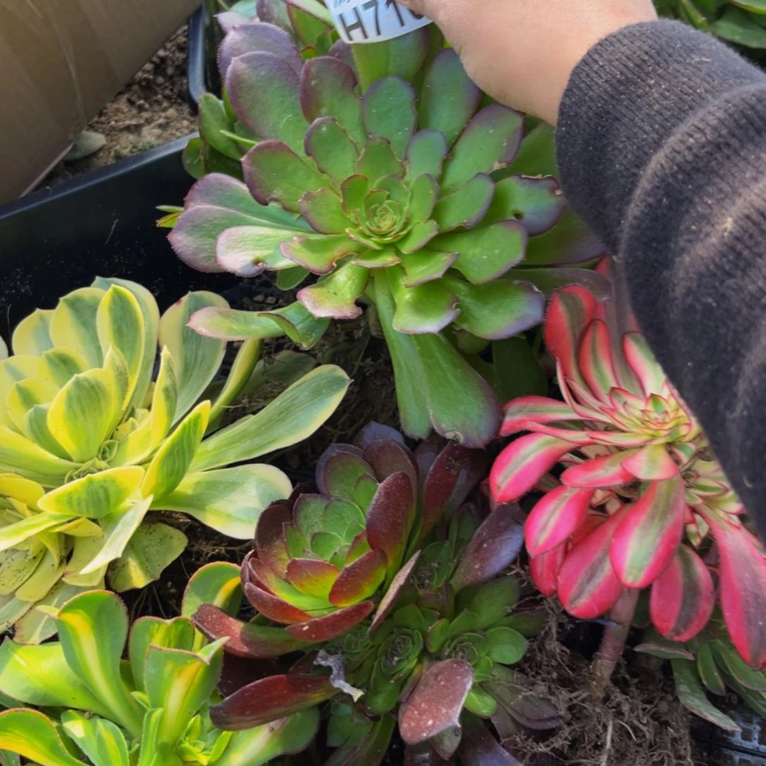 710多肉植物一物一拍