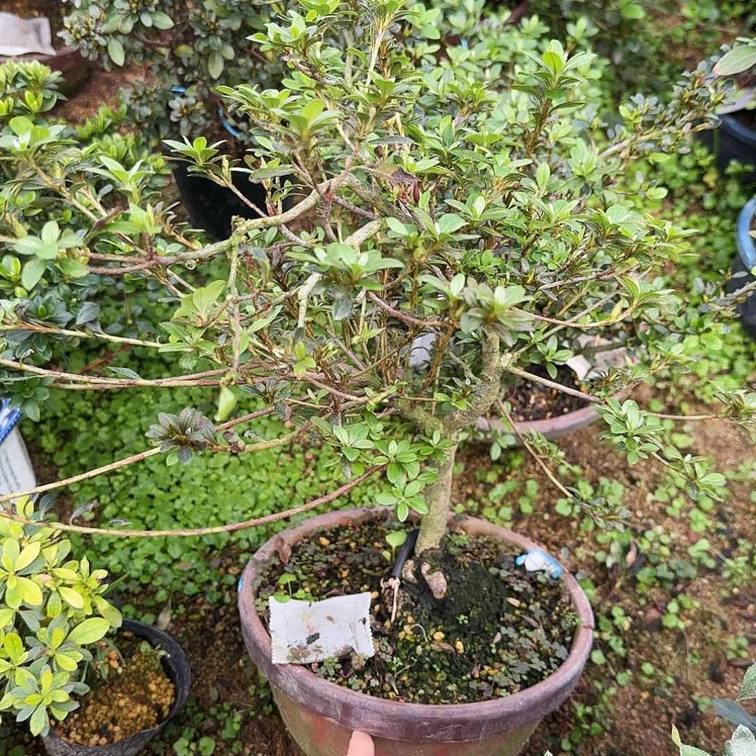 无花朵盲盒有花朵