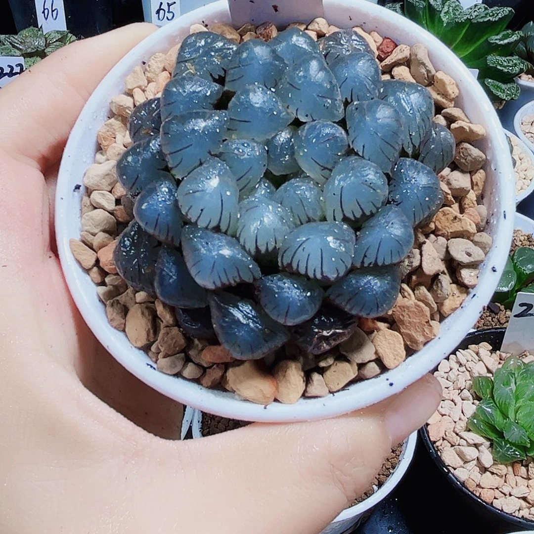 冰灯玉露多肉植物新手好养