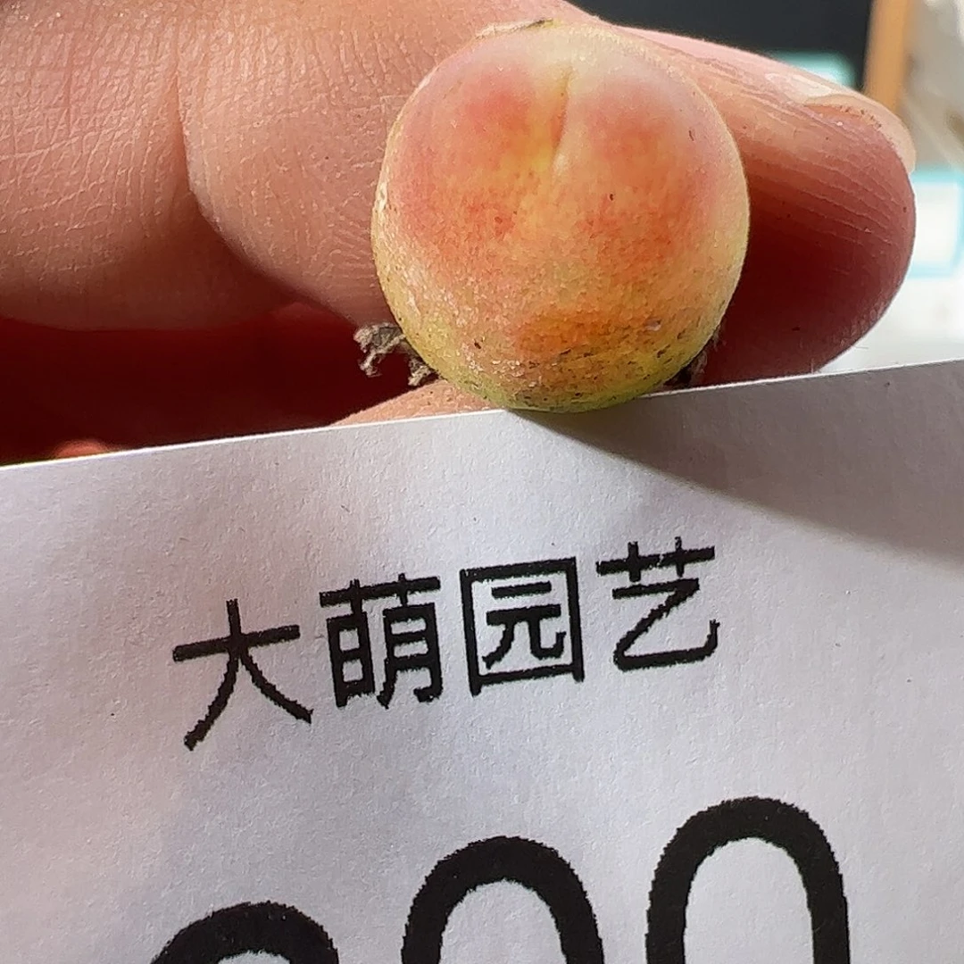 0000800 一物一拍……