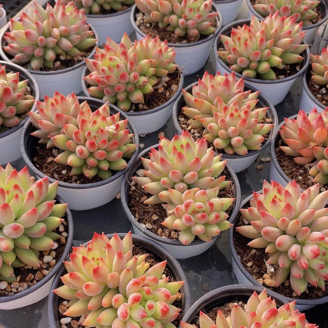 量拍131号岩字大双头一个