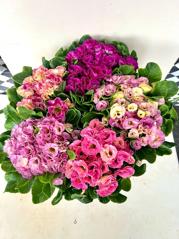 【仙女的盆栽精选】玫瑰鲜花报春带香味多季节开花期长易养护