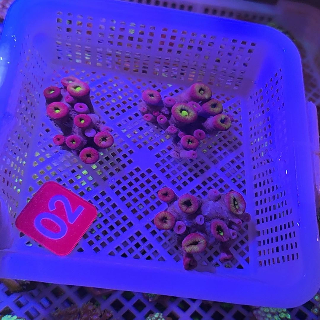中国大陆02 号直播间选择