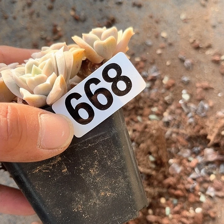 旺***?多肉植物一物一拍