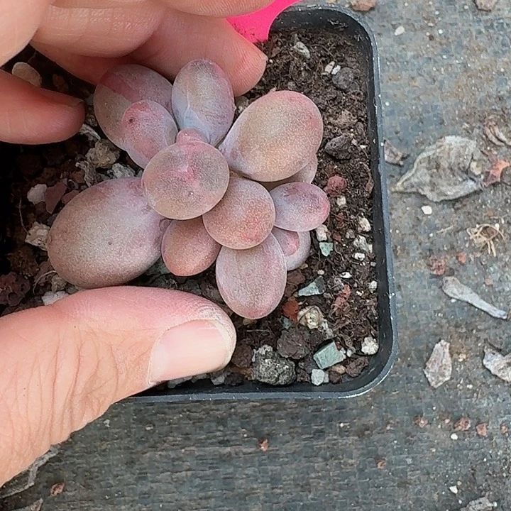 去****<x n z n x b d b z j 237