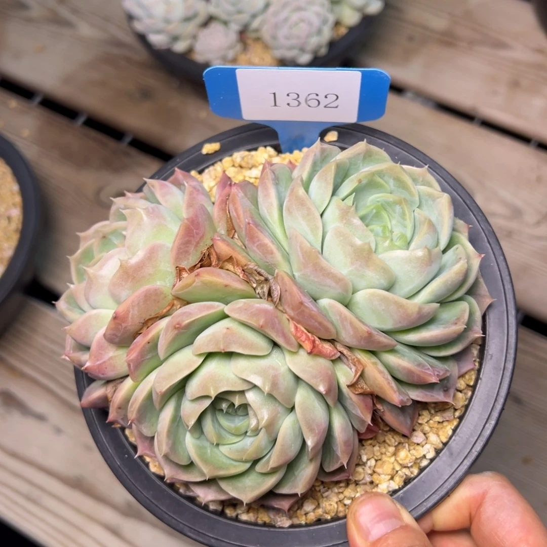 ?****?1362肉多哦多么多么多哦