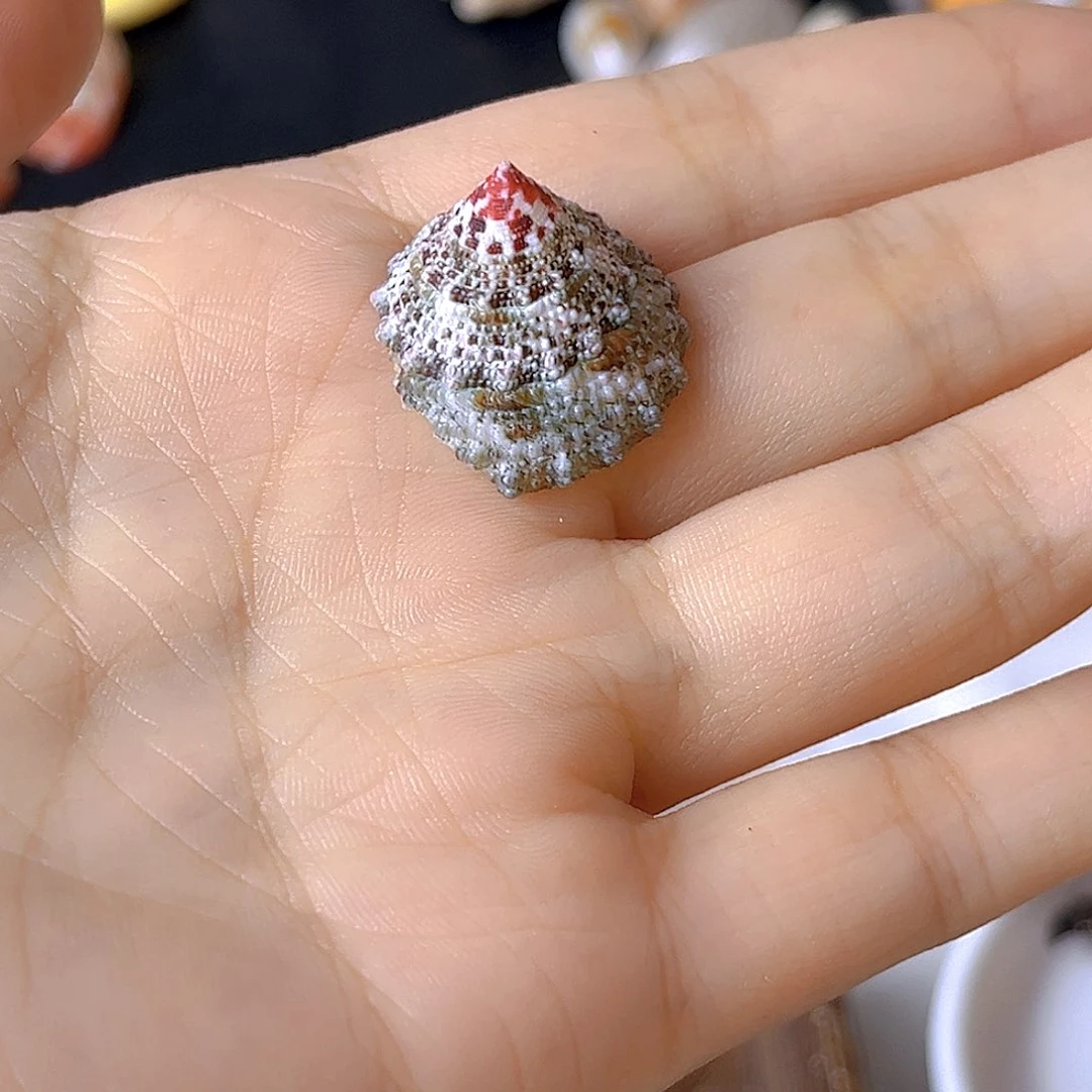 大理石磁石小**记天然贝壳海螺批发零售