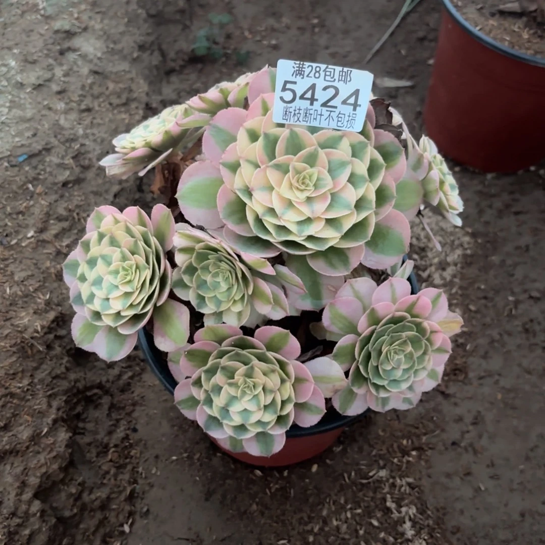 S. 5424荔枝多肉baaed