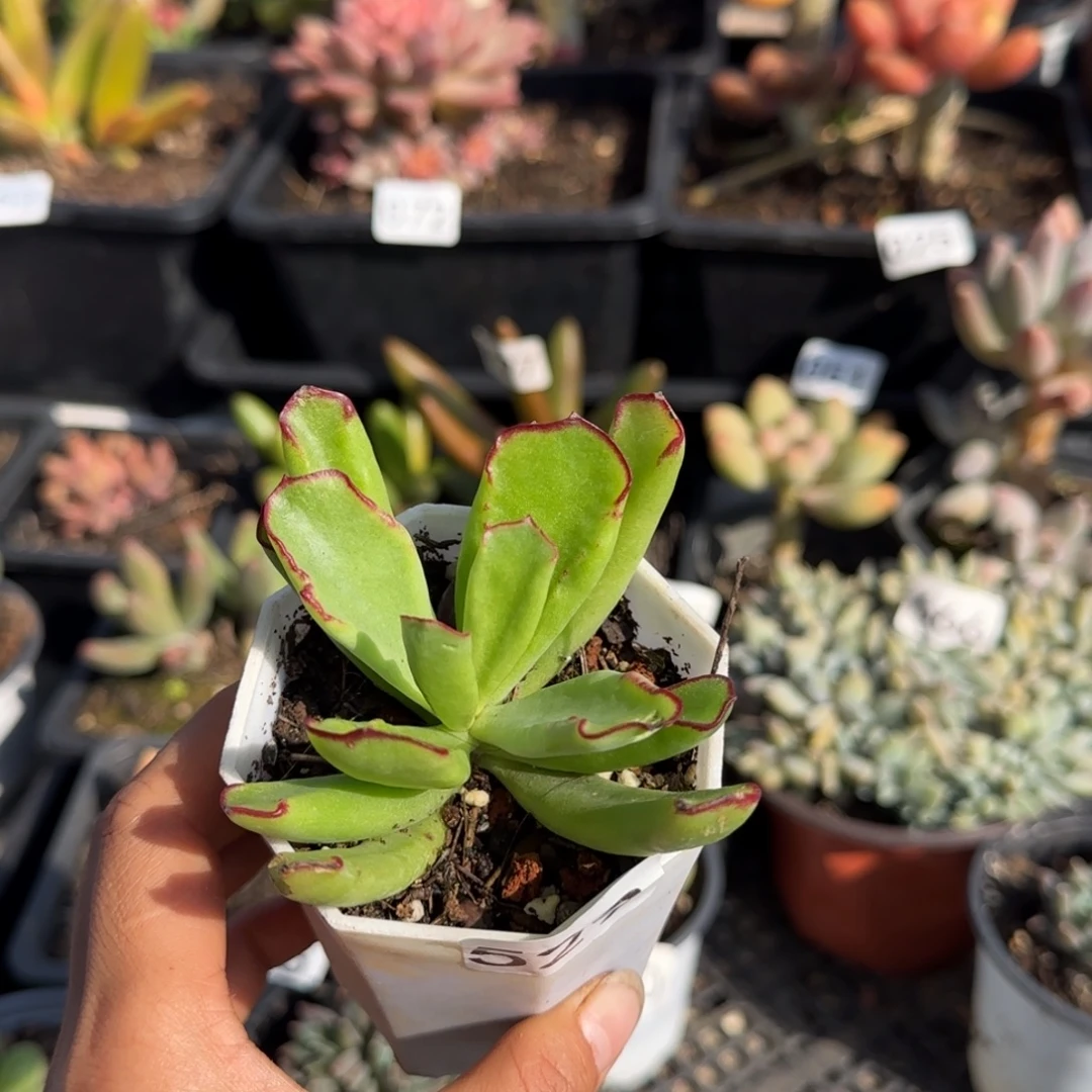 529号一物一拍一物一拍