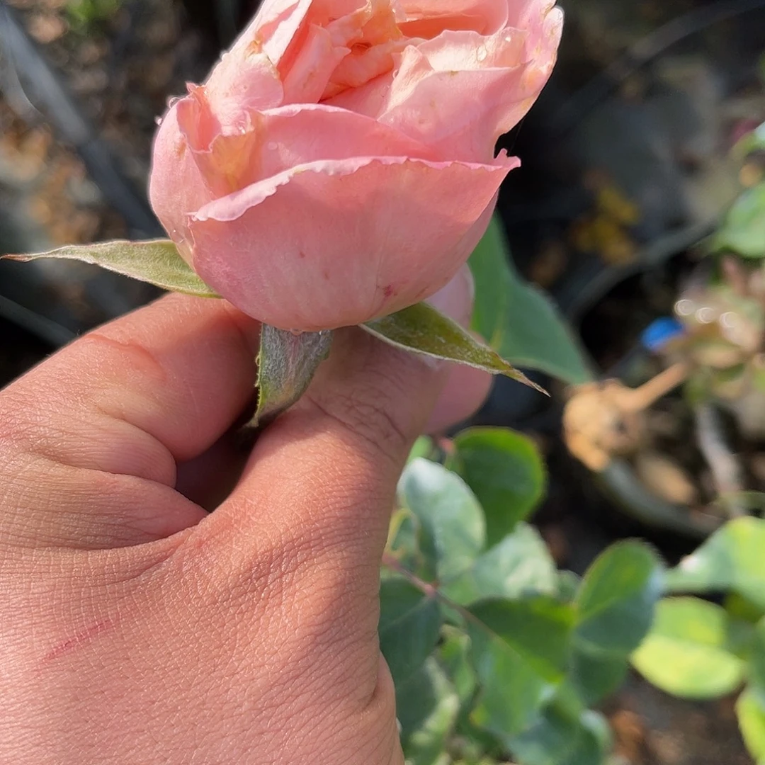 无花朵———云锦 福利款