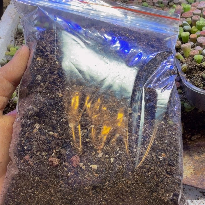 土土土土土土土土