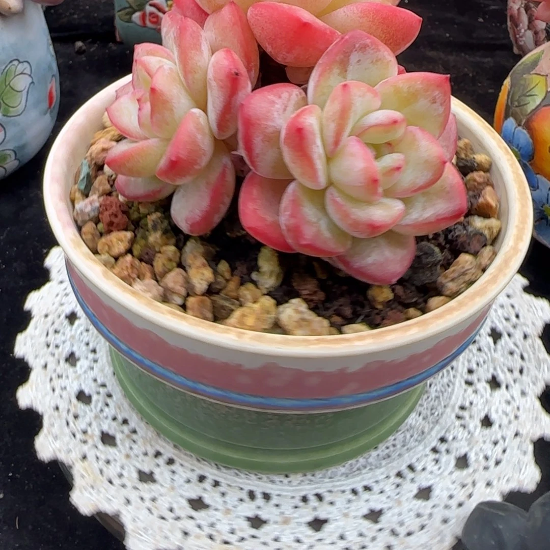 韩版泡芙一颗带盆土