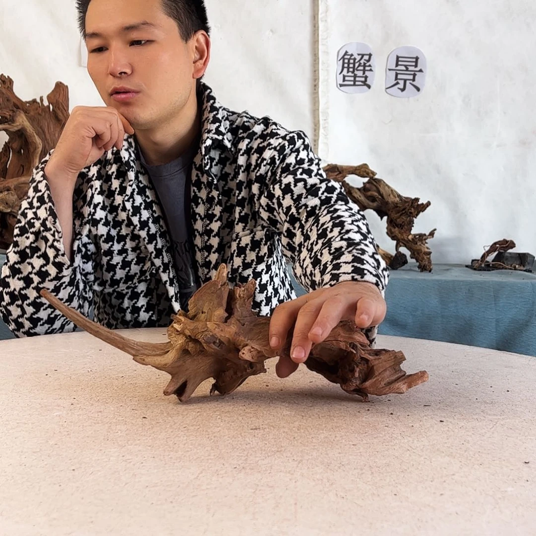 周末福利沉木造景寄居蟹造景