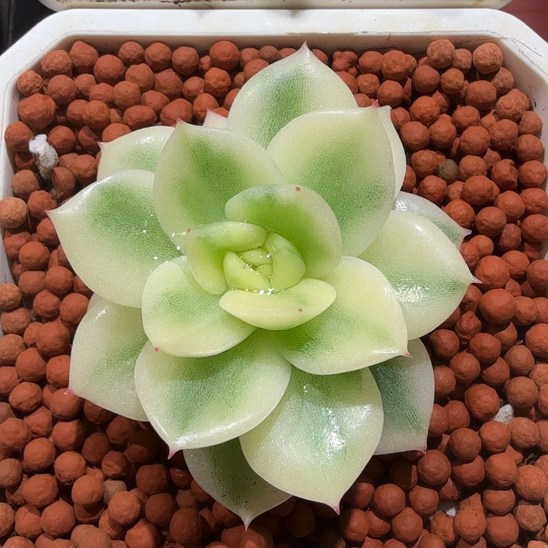 东云锦，多肉植物。