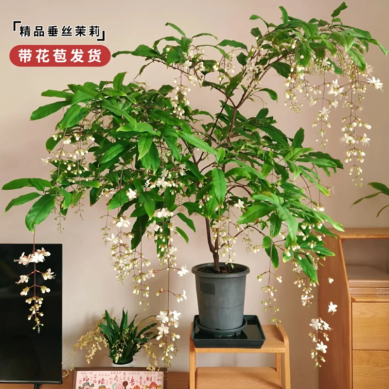 泰国垂丝茉莉花盆栽花苗四季开花白蝴蝶稀有花卉绿植室内垂吊植物