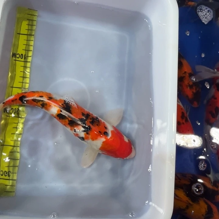 锦鲤锦鲤红白三色