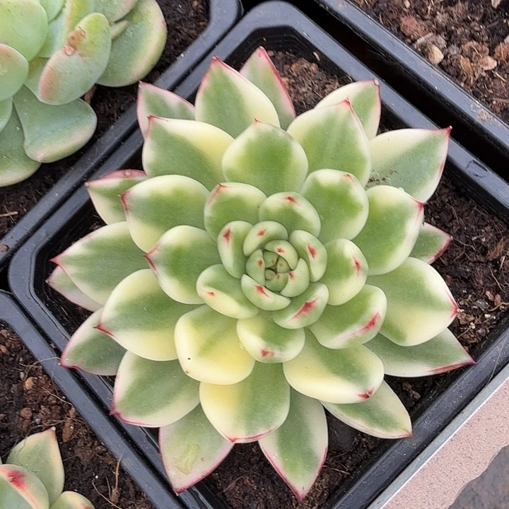 大**?左上角一颗腹轮锦