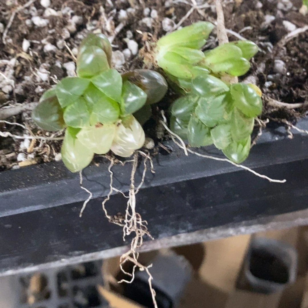 1089 一组雨露锦。 整点福利