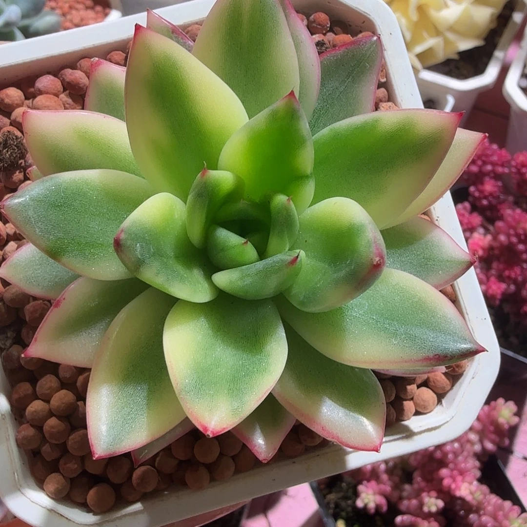 东云锦，多肉植物。