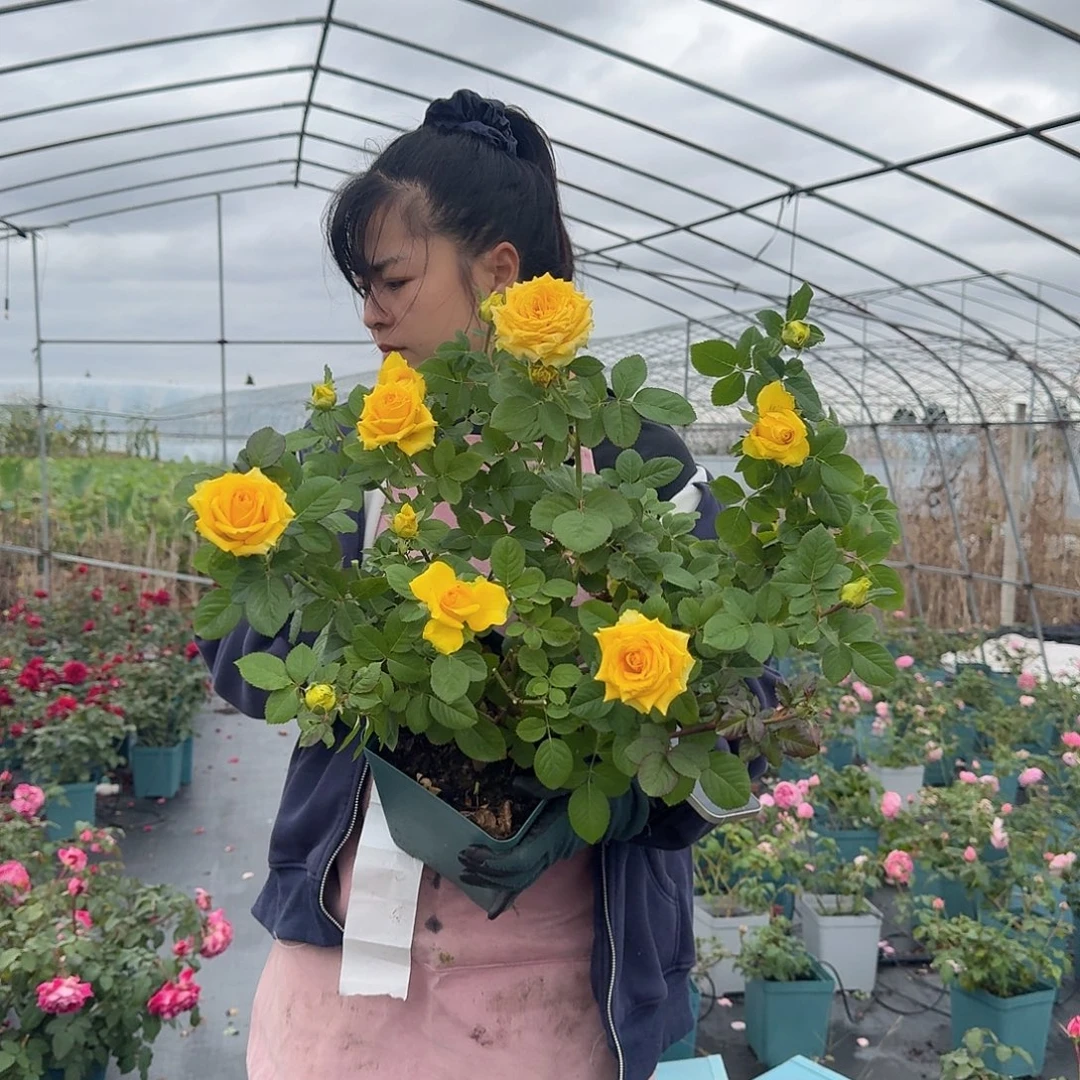 月光漫步1.5加仑扦插