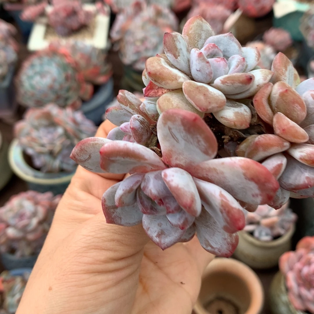 9透石榴籽哈哈哈哈哈哈哈哈