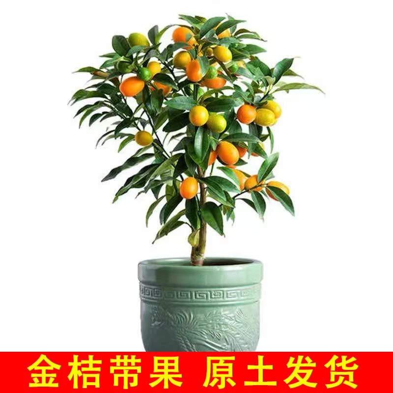 金桔带果盆栽树苗四季果树食用小金桔子苗脆皮金橘招财果室内植物