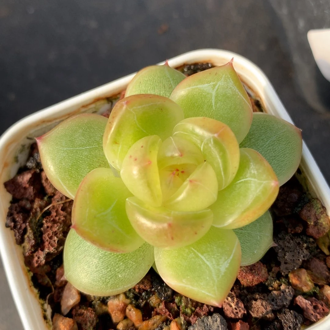 0628-173 珍妮优选