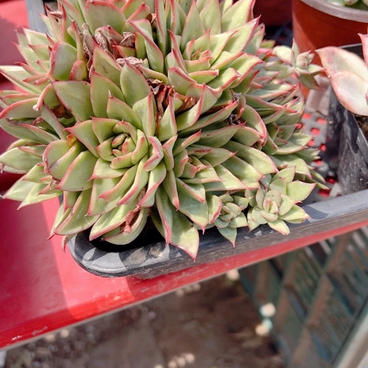 吉赛尔多肉植物多肉