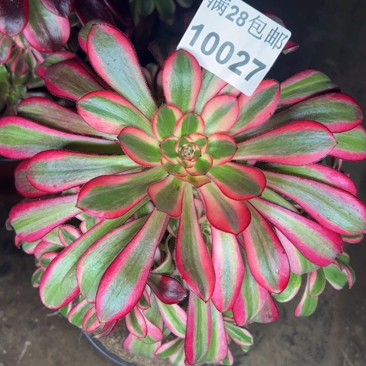 10827初恋多肉植物