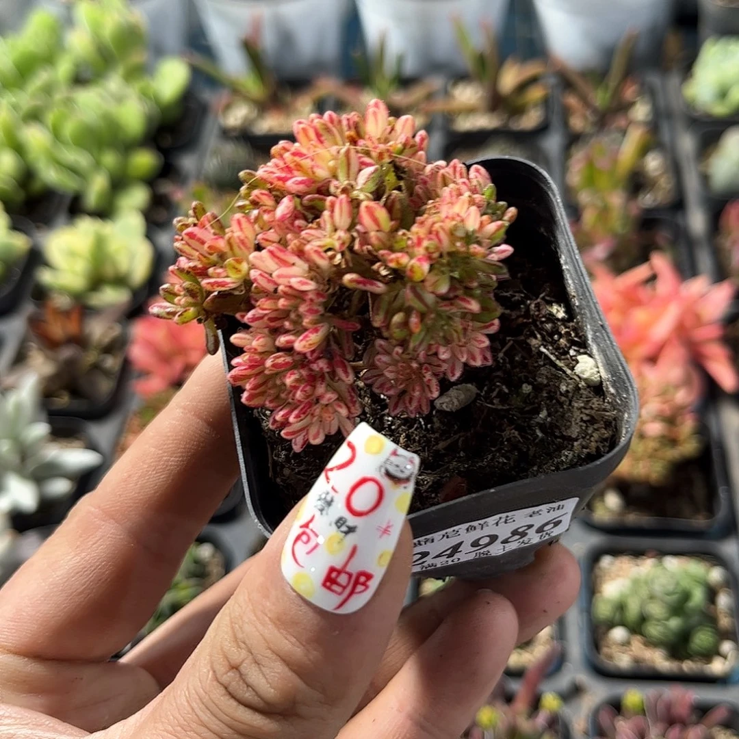 爱****岁24986一物一拍单头发货