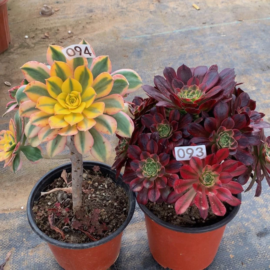 【闪购商品】94.93组合