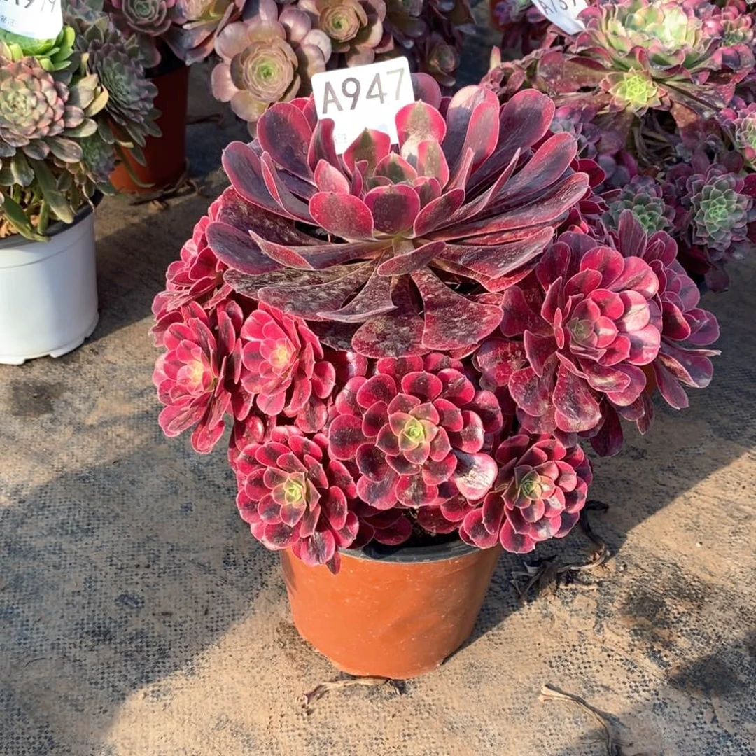 嫩桩美杜莎947多肉法师